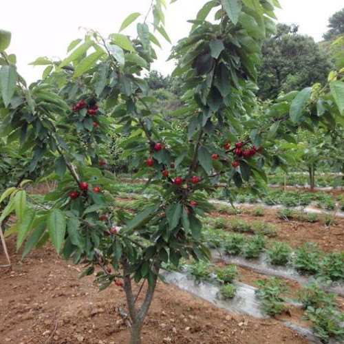 櫻桃樹苗哪里有？安寧果苗種植園