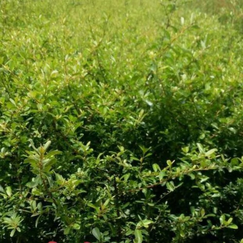 火把果苗_火把果苗圃市場_火把果批發價格