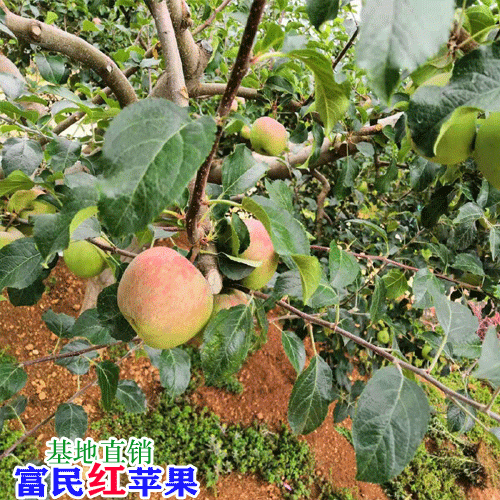 昆明蘋果多少錢一斤?_昆明水果市場價(jià)格表