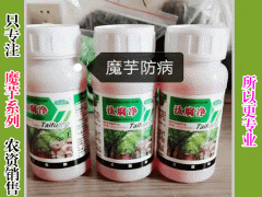 2019年魔芋價格行情多少錢一噸？什么時候栽種好？圖2