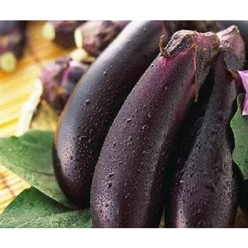 茄子樹1年栽種很多年結果，畝產量3萬斤!