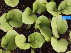 茄子樹1年栽種很多年結果，畝產量3萬斤!圖3