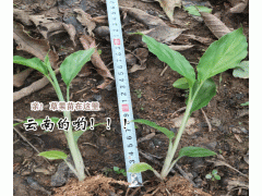 草果苗_求購草果苗_云南草果苗行情圖1