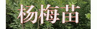云南大樹(shù)楊梅苗哪里便宜？