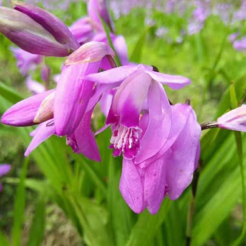 云南白芨(連及草、甘根、白給)供應(yīng)報(bào)價(jià)/云南昭通白芨銷售信息
