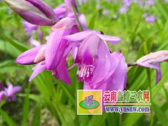 昭通重樓（獨角蓮）、白芨、金鐵鎖（獨丁子）、黨參、黃精圖3