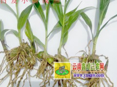 白芨種子直播育苗技術公司&云南白芨種苗價格#白芨育苗技術圖3