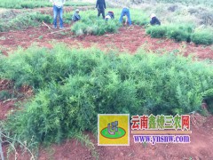 麗江大天冬種植技術(shù)，云南天冬種苗銷售圖1