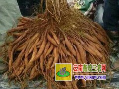 云南麗江大天冬種苗銷售，麗江大天冬種子銷售圖3