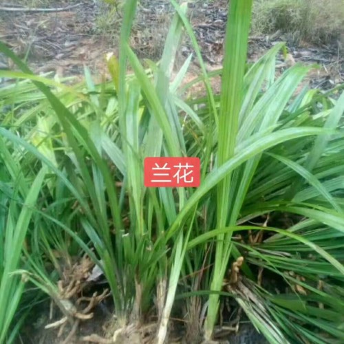 蘭花的價格?多少錢一盆？