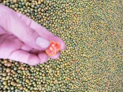 黃精種子多少錢一斤？什么時(shí)候播種出苗？種圖3