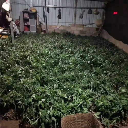 節(jié)節(jié)高(滇黃精)多少錢?新手黃精種植戶必備知識(shí)