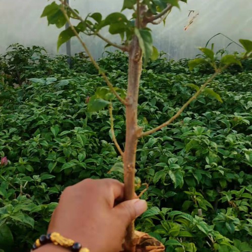三角梅（光葉子花）哪里多?昆明葉子花圖片,價格,參數(shù),行情