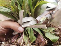 云南.四川冰球子行情如何?_曲靖市昶達藥業有限公司圖2