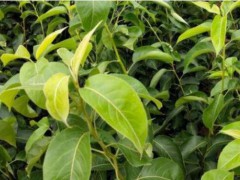 云南周邊晚秋黃梨苗批發_什么時候種植比較好?圖2