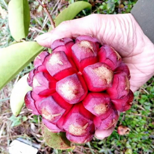 布福娜云南,湖南產地種苗直銷_畝產多少斤？