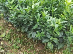 云南廣西沃柑苗種植新技術(shù)|2020年沃柑苗多少錢圖2