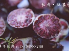 云南秋成紅果參（蜘蛛果）規模化基地種植紅果參水果、紅果參苗圖3