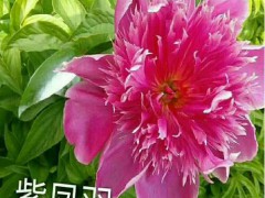 牡丹有哪些顏色：玫瑰色、紅紫色、粉紅色至白色圖2