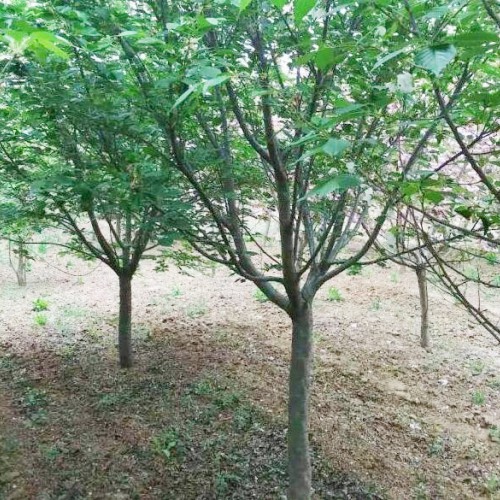 櫻花有什么優良品種？一般合適栽種在哪兒？