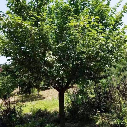 櫻花苗木價格是要多少錢一棵？一般何時栽種？