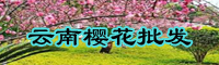 櫻花要多少錢一棵？2020年櫻花價(jià)錢較新消息行情預(yù)測