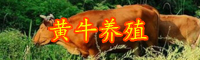 農(nóng)村養(yǎng)殖黃牛賺錢嗎？市場行情