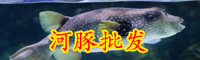 河豚有毒嗎？一只成本是多少？
