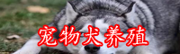 寵物犬怎么區(qū)分品種-一只多少錢(qián)？