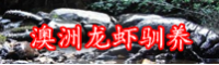 澳龍多少錢一斤？為什么澳洲龍蝦泛濫