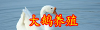 怎么區別公鵝和母鵝？