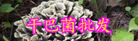 干巴菌多少錢一斤？市場(chǎng)如何