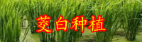 茭白的產地分布？茭白的種植條件-
