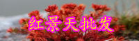中藥紅景天價格多少錢一斤？它有什么功效作用？
