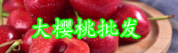 矮化大櫻桃樹產量是多少呢？