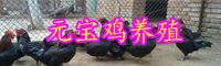 元寶雞苗價格多少錢一只？怎么養殖效益高？