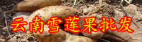 云南雪蓮果批發(fā)市場_目前價格多少錢一斤？
