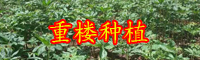 現在重樓市場價格_多少錢一斤？好不好種植,賺錢嗎