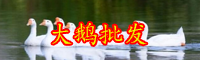 在云南養(yǎng)500只鵝賺多少錢(qián)？
