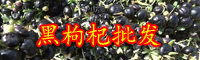 現(xiàn)在黑枸杞的價格一般是多少錢一斤？種植要點有哪些？