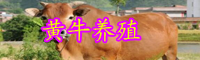 在農村養黃牛怎么樣？養一頭的成本和利潤有多少？