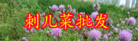 優(yōu)質野菜“刺兒菜”多少錢一斤？什么時候播種和采收好？