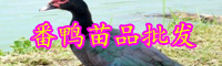 “四不像”番鴨苗批發(fā)價格大概多少錢一只？高效養(yǎng)殖技術有哪些？