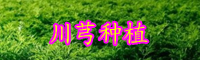 “婦科調經(jīng)藥”川芎的功效與作用及禁忌有哪些？能泡水喝嗎？