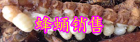 "高蛋白質”的蜜蜂蜂蛹可以生吃嗎？有什么功效與作用？