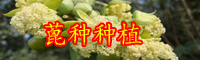 蓖麻油市場價格多少錢一斤？2020價格走勢如何？