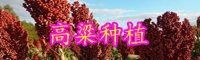 面對產(chǎn)業(yè)集中度低、種植戶數(shù)量眾多的國產(chǎn)高粱，機遇在哪里?