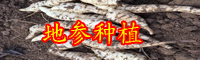 “蔬菜珍品”地參現(xiàn)在多少錢一斤？常食用有減肥的功效！