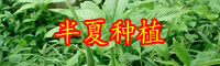 現(xiàn)在賣幾十元一斤的半夏，為什么在農村沒人挖？
