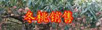 云南市場(chǎng)上冬桃價(jià)格多少錢一斤？種植條件是什么？